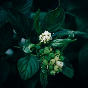 Moody macro photo of unripe dogwood berries among dark green leaves, evocative and natural.